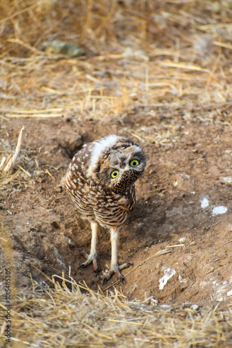 burrowing owl standing on a burrow