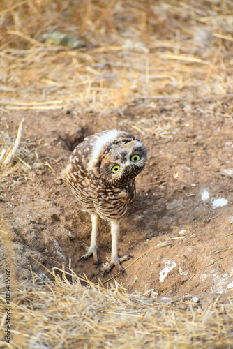 burrowing owl standing on a burrow