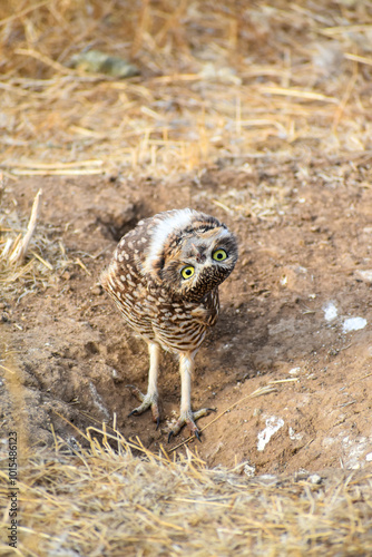 burrowing owl standing on a burrow