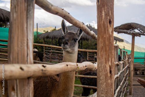 llama mirando a traves de cerco de madera