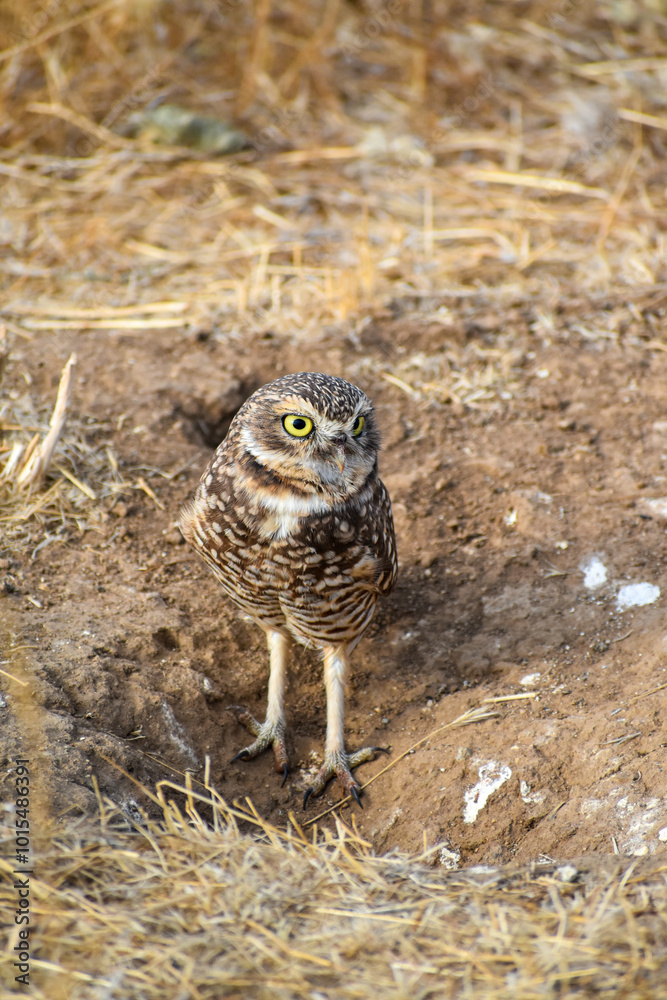burrowing owl standing on a burrow burrowing owl standing on a burrow