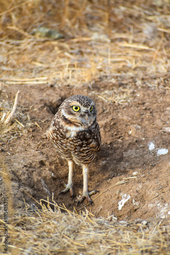 burrowing owl standing on a burrow