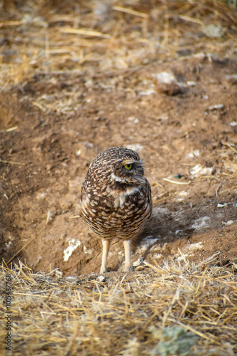 burrowing owl standing on a burrow