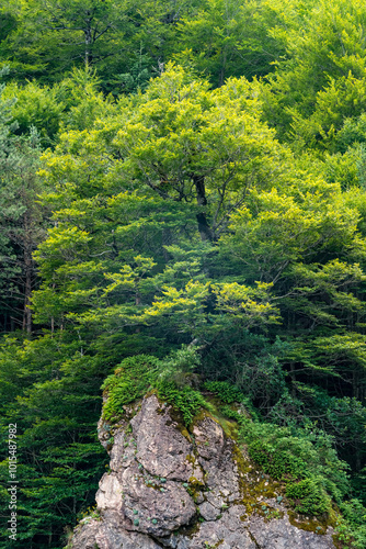 Big tree on the rock in beech forest in springtime photo