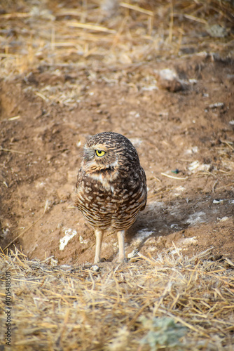 burrowing owl standing on a burrow