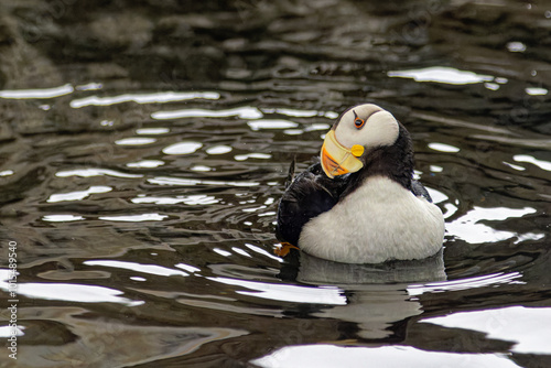 Horned Puffin Glancing Sideways photo