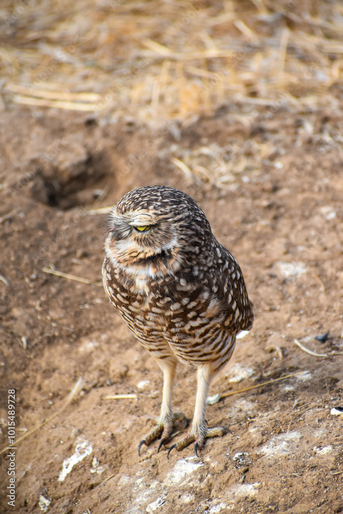 burrowing owl standing on a burrow burrowing owl standing on a burrow