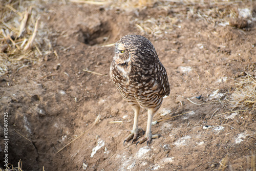 burrowing owl standing on a burrow