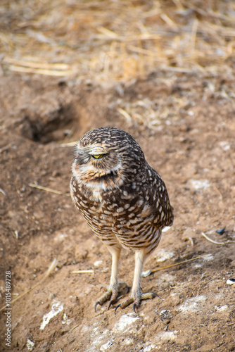 burrowing owl standing on a burrow