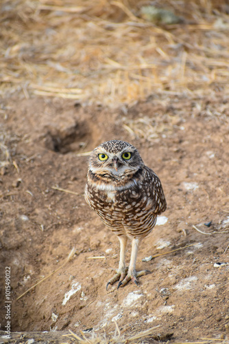 burrowing owl standing on a burrow