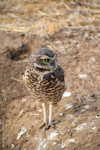 burrowing owl standing on a burrow
