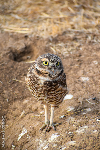 burrowing owl standing on a burrow