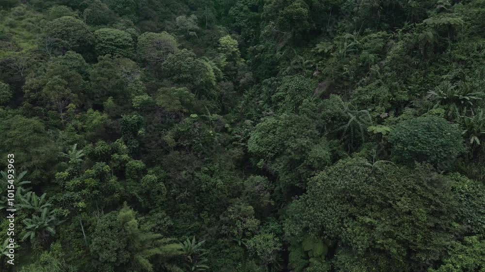 drone video of a forest with lush trees, the drone moves down and the camera faces forward
drone video of a forest with lush trees, the drone moves down and the camera faces forward