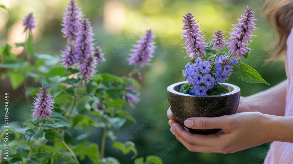 Fototapeta premium Woman holding a mortar filled with Anise Hyssop while surrounded by blooming Agastache foeniculum flowers highlighting herbal medicine and natural wellness