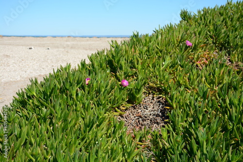 Vegetación en la playa con arena y mar de fondo