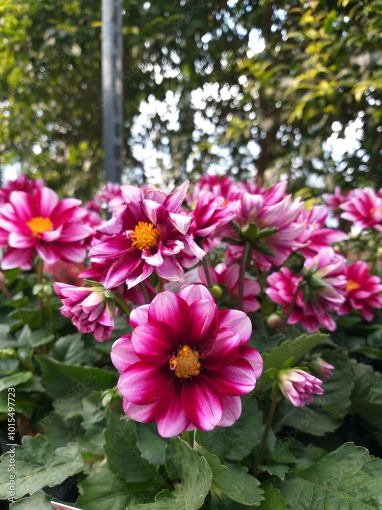 Obraz premium Dahlia pinnata flowers bloom with beautiful purple, pink and white corolla gradations