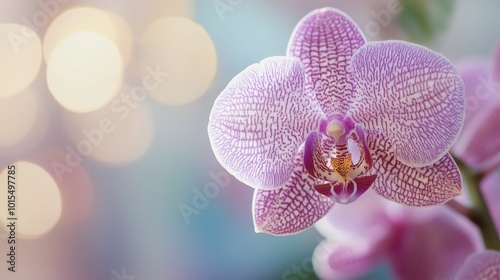 A close-up of a blooming orchid, showcasing intricate patterns and vivid colors of purple and white against a blurred background.
