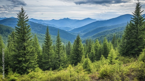 Majestic Douglas Fir and Diverse Coniferous Forest Stands in Scenic Coeur d'Alene Mountains: A Natural Haven for Biodiversity and Conservation