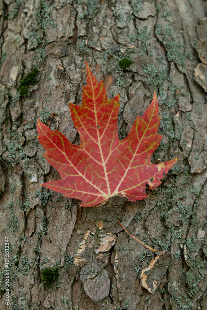 A vibrant red maple leaf rests against the rough texture of a tree trunk, showcasing the natural beauty of autumn. A vibrant red maple leaf rests against the rough texture of a tree trunk, showcasing the natural beauty of autumn.