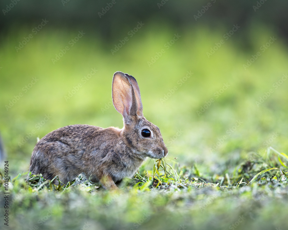 A desert Cottontail feeds on grass in a park in Gilbert, Arizona. A desert Cottontail feeds on grass in a park in Gilbert, Arizona.