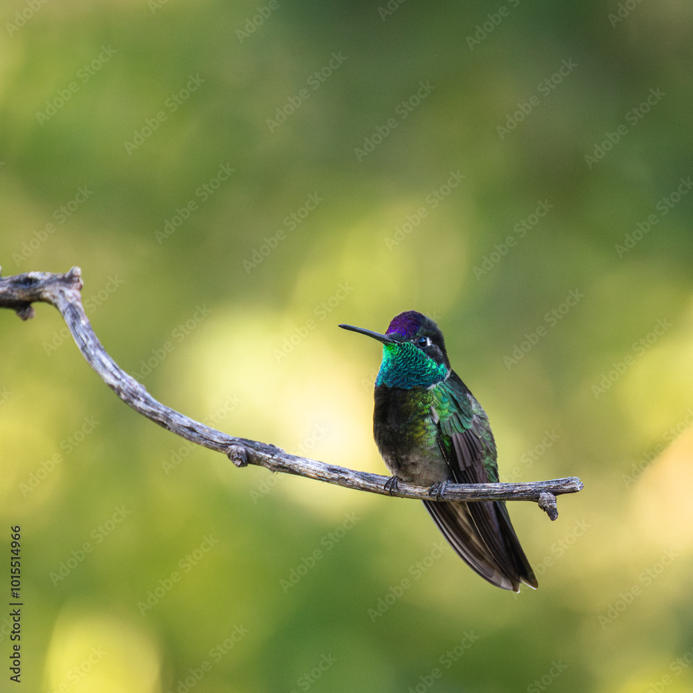 Naklejka premium Rivoli's Hummingbird on a perch in Madera Canyon, Arizona.