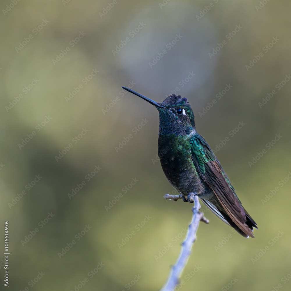 Fototapeta premium Rivoli's Hummingbird on a perch in Madera Canyon, Arizona.