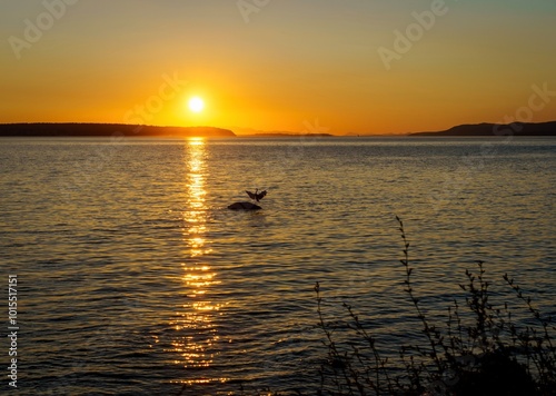 Sunset scene features silhouette of a heron landing on an ocean rock at Powell River, British Columbia, Canada