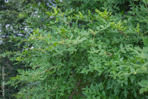 Satinwood, Orange jasmine, Temple tree photo