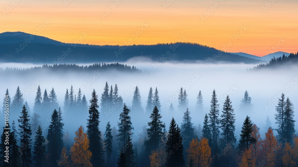 A misty forest with a beautiful orange and pink sky in the background A misty forest with a beautiful orange and pink sky in the background