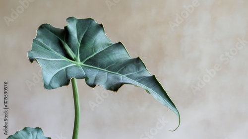 Lush Alocasia Dragon Scale Leaves in Bright Indoor Setting Showcasing Tropical Evergreen Plant Care and Ideal Home Decor for Green Enthusiasts photo