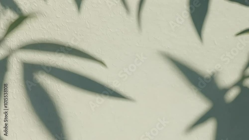 soft light shadows created plant foliage leaves castingdelicate gray shadow onwall aesthetic video offers space text making ideal product presentations advertising highquality 4K air art photo