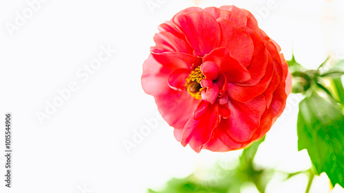 赤いラナンキュラス