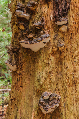 Hoof Fungus (Fomes fomentarius)
 photo