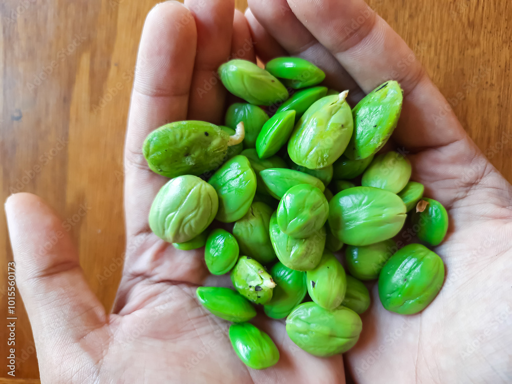 Petai is a favorite food. has a distinctive smell. It can be a medicine because it contains vitamin C Petai is a favorite food. has a distinctive smell. It can be a medicine because it contains vitamin C