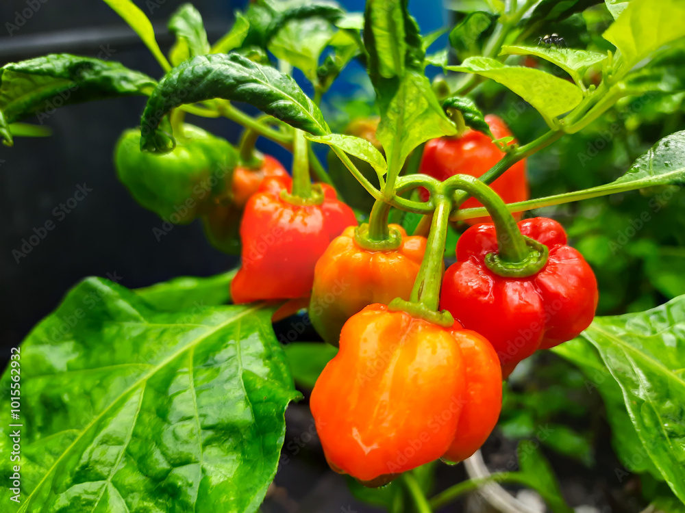peranggi chili plants that bear lots of fruit look fresh when exposed to rainwater peranggi chili plants that bear lots of fruit look fresh when exposed to rainwater