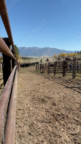 cattle being pushed into corrals in Wyoming mountain roundup in the fall photo