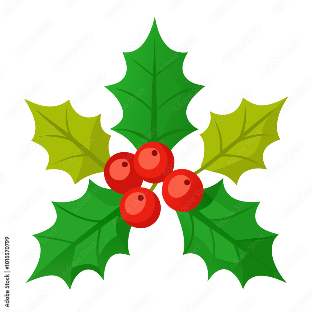 holly and berries vector illustration holly and berries vector illustration