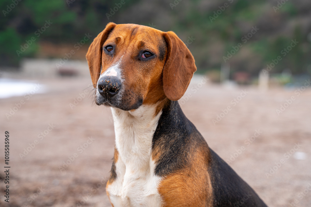 Beach dog with brown and white fur sitting on sandy shoreline. Beach dog with brown and white fur sitting on sandy shoreline.