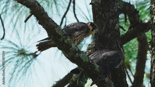 Eurasian Hobby (Falco subbuteo) Juvenile. A juvenile Eurasian Hobby has brownish plumage, streaked chest, sharp talons, and is learning to hunt.