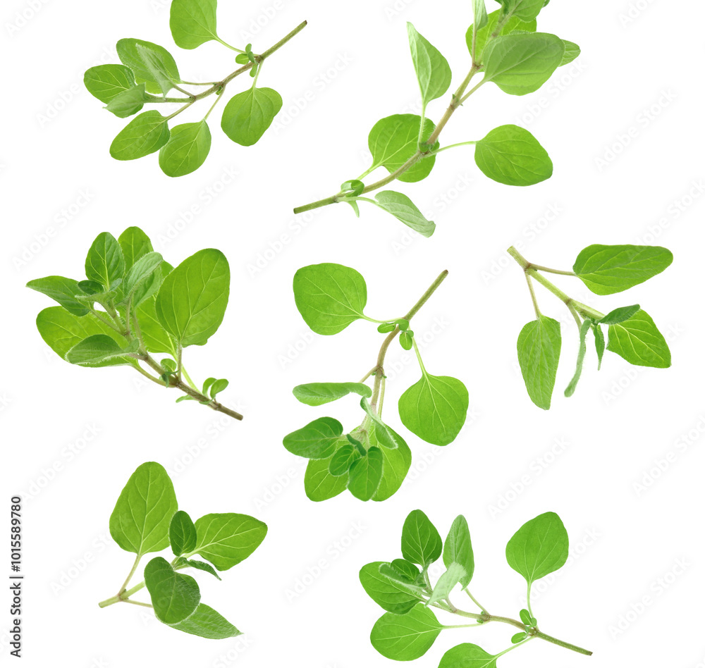 Fresh oregano twigs in air on white background Fresh oregano twigs in air on white background