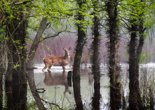 These White Tail Deer wander carefully through flooded conditions of this misty, early morning wildlife park area in Kansas. 