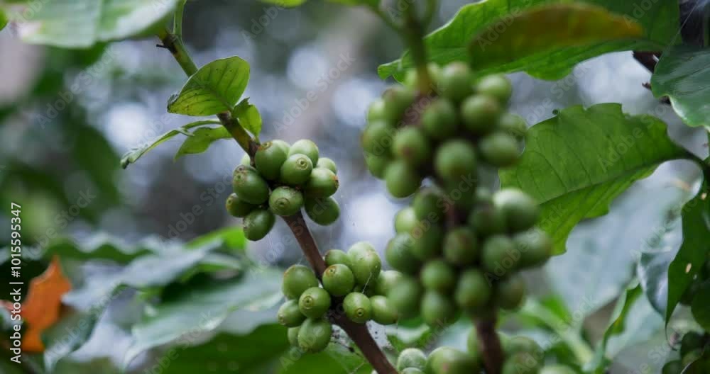 Close up Green seed berries harvest arabica coffee garden. Green coffee bean berry plant fresh raw seed coffee tree growth in eco organic farm. Fresh coffee bean green leaf bush ecology berry plant Close up Green seed berries harvest arabica coffee garden. Green coffee bean berry plant fresh raw seed coffee tree growth in eco organic farm. Fresh coffee bean green leaf bush ecology berry plant