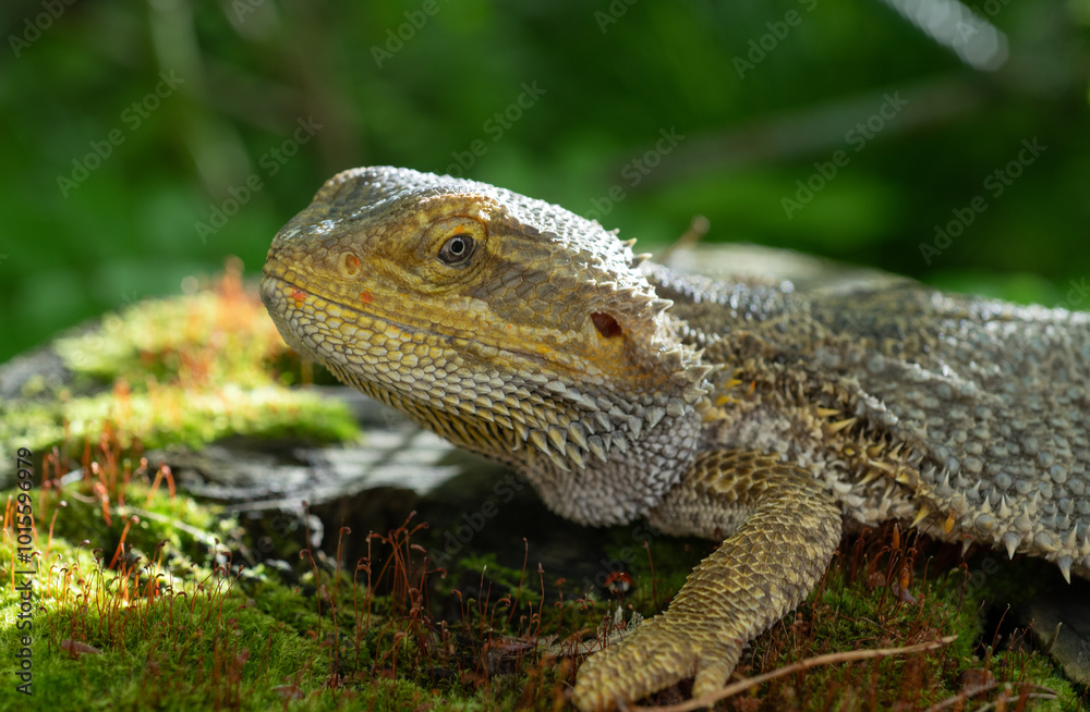 Portrait of a Bearded Dragon Lizard Portrait of a Bearded Dragon Lizard