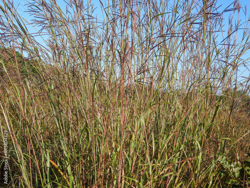 Andropogon gerardii - Big Bluestem Native North American Tallgrass Prairie Grass