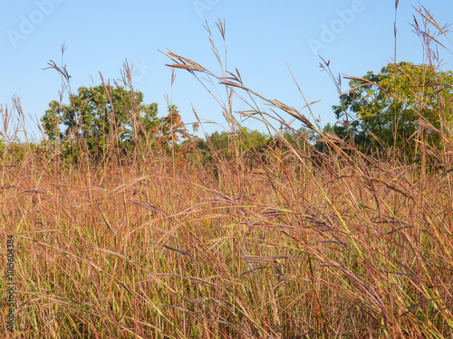Andropogon gerardii - Big Bluestem Native North American Tallgrass Prairie Grass