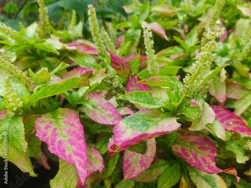 planta con hojas verdes y rosadas
