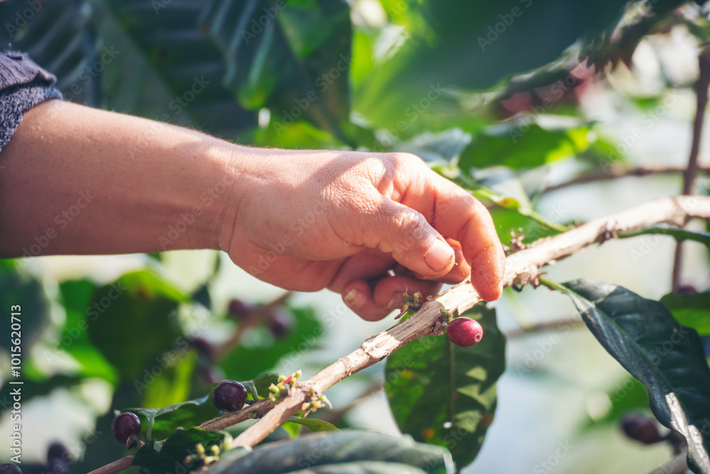 Man Hands harvest coffee bean ripe Red berries plant fresh seed coffee tree growth in green eco organic farm. Close up hands harvest red ripe coffee seed robusta arabica berry harvesting coffee farm Man Hands harvest coffee bean ripe Red berries plant fresh seed coffee tree growth in green eco organic farm. Close up hands harvest red ripe coffee seed robusta arabica berry harvesting coffee farm