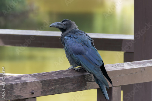 小屋の手すりにとまるハシブトガラス