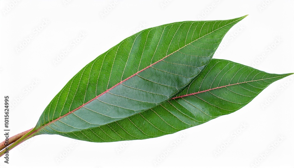 Obraz premium Cassava leaves on white background. Cassava leaves Isolated.