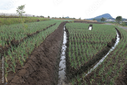 view of rice fields with green rice with dew and mountains on a sunny morning in indonesia photo